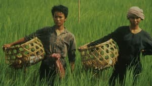 អ្នកស្រែ — foto 2