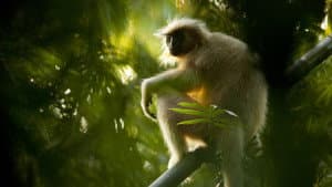 Secrets of Wild India — foto 6