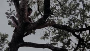 എലിപ്പത്തായം — foto 8
