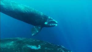El Encanto de las Ballenas — foto 1