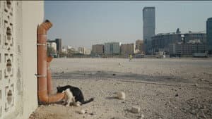 25 Cats from Qatar — foto 2