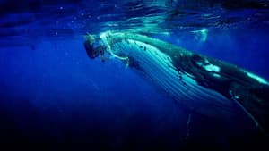Whale Guardian — foto 1