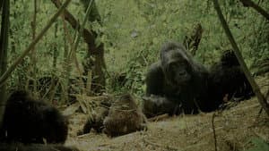Wild Africa — foto 1