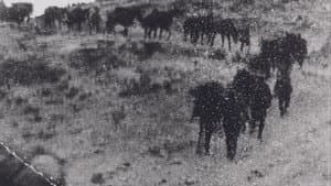 Partition — foto 1