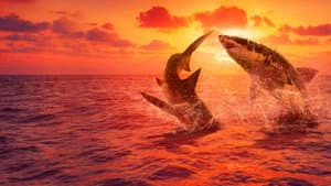 Shark Week 30 Años — foto 5