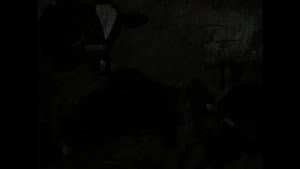 شكوى البقرة — foto 1