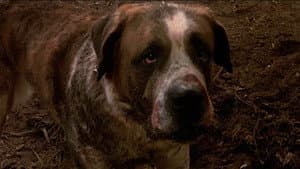 Cujo — foto 8