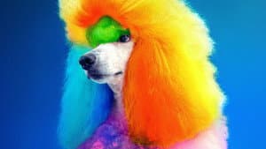Well Groomed — foto 4