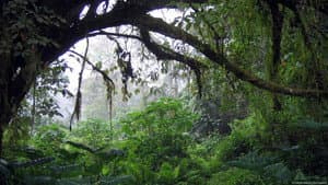 Song from the Forest — foto 2