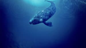 Whale Rider — foto 3