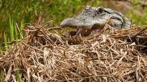 Secret Life of Predators — foto 6