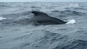 Ireland's Deep Atlantic — foto 3