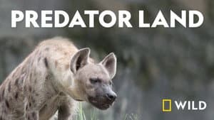 Predator Land — foto 1