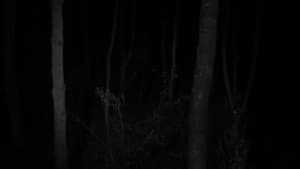 Malgré la nuit — foto 4