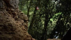 Mycélium — foto 6