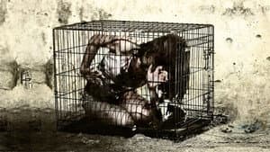 Caged — foto 5