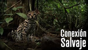 Wild Connection — foto 1