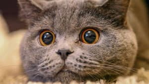Le Chat, ce tueur si mignon — foto 1