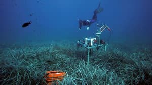 Wunderwelt Seegraswiesen Klimaretter, Kinderstube, Küstenschutz — foto 1