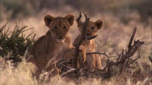 Desert Lions — foto 2