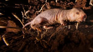 Naked Molerat: Nature’s Weirdest Superhero — foto 3