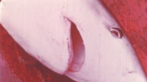 Fluke — foto 1