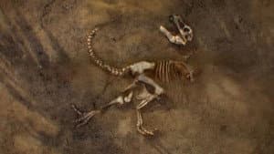 Lost Beasts — foto 1