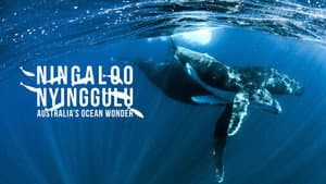 Ningaloo: la maravilla oceánica de Australia — foto 4