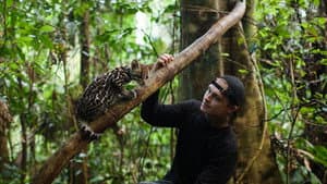 Wildcat — foto 6