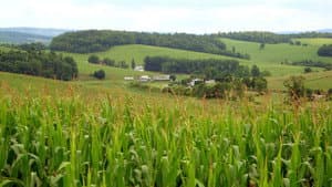 Le Monde selon Monsanto — foto 2