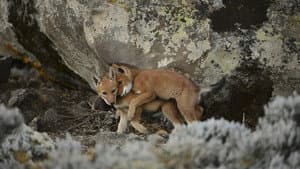 Abyssinie, L'appel Du Loup — foto 2