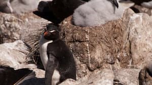 Albatros et gorfou, une fable australe — foto 2