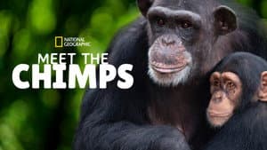 Meet the Chimps — foto 5