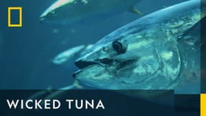 Wicked Tuna — foto 11