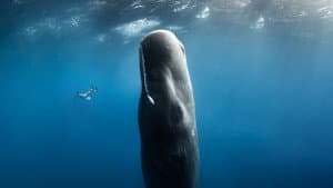 Chasing Ocean Giants — foto 2