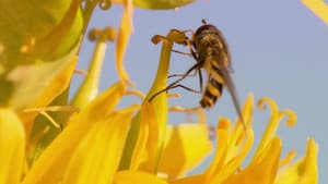 Insect World — foto 2
