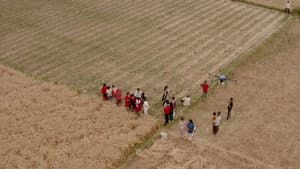 From Fields to Flight — foto 3