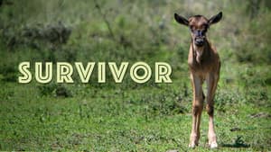 Survivor — foto 1