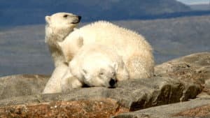 Osos Polares: Ice Bear — foto 5
