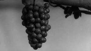 Лиса и виноград — foto 1