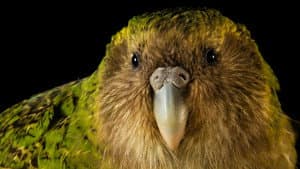 Rare: Creatures of the Photo Ark — foto 4