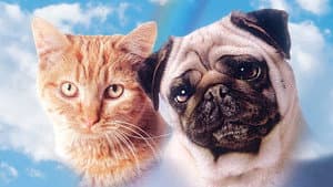 Las aventuras de Milo y Otis — foto 8