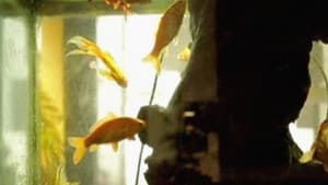 L’Aquarium et la Nation — foto 1