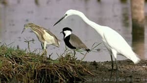 Le Peuple migrateur — foto 5
