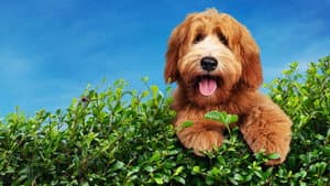 The Dog House — foto 4