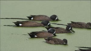 PBS Nature - An Original DUCKumentary — foto 2