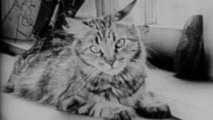 The Private Life of a Cat — foto 1