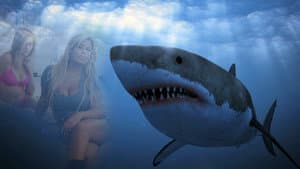 Shark Babes — foto 1