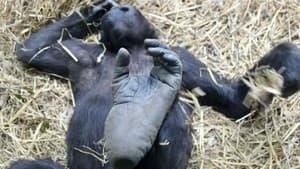 Der unsichtbare Zoo — foto 1