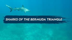 Sharks of the Bermuda Triangle — foto 4